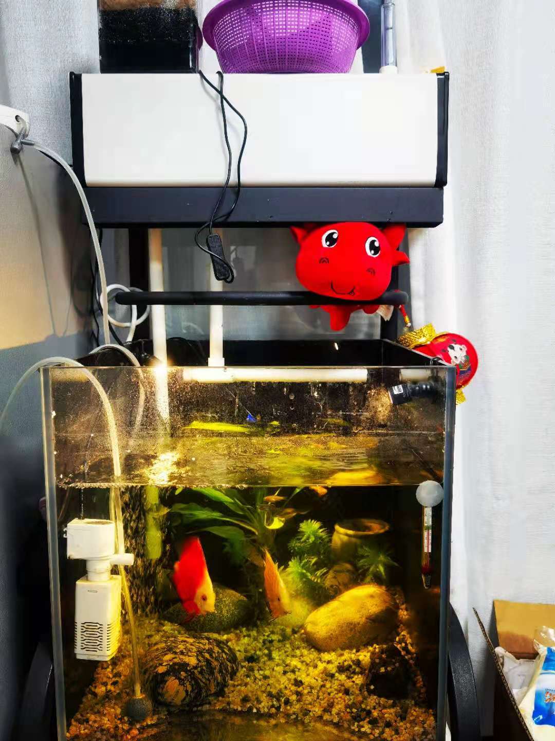 自己制作50方缸的过滤,如何打造1.2米裸缸过滤