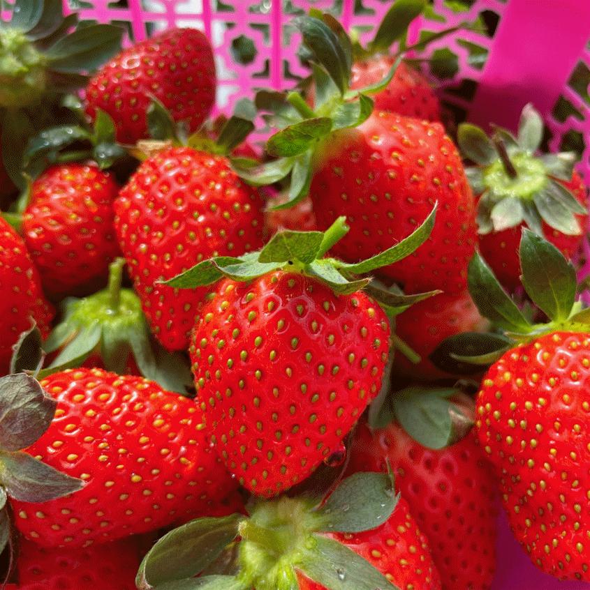 好嗨“游”（11）|这一片早樱还不去赏，错过又得等一年