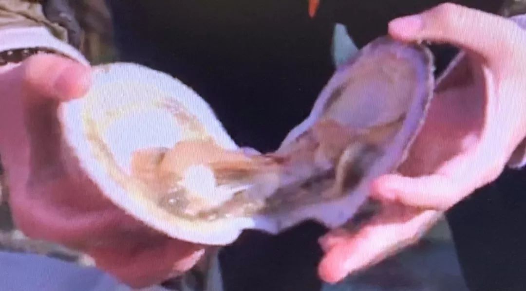 獐子岛扇贝逃跑,獐子岛扇贝跑路史