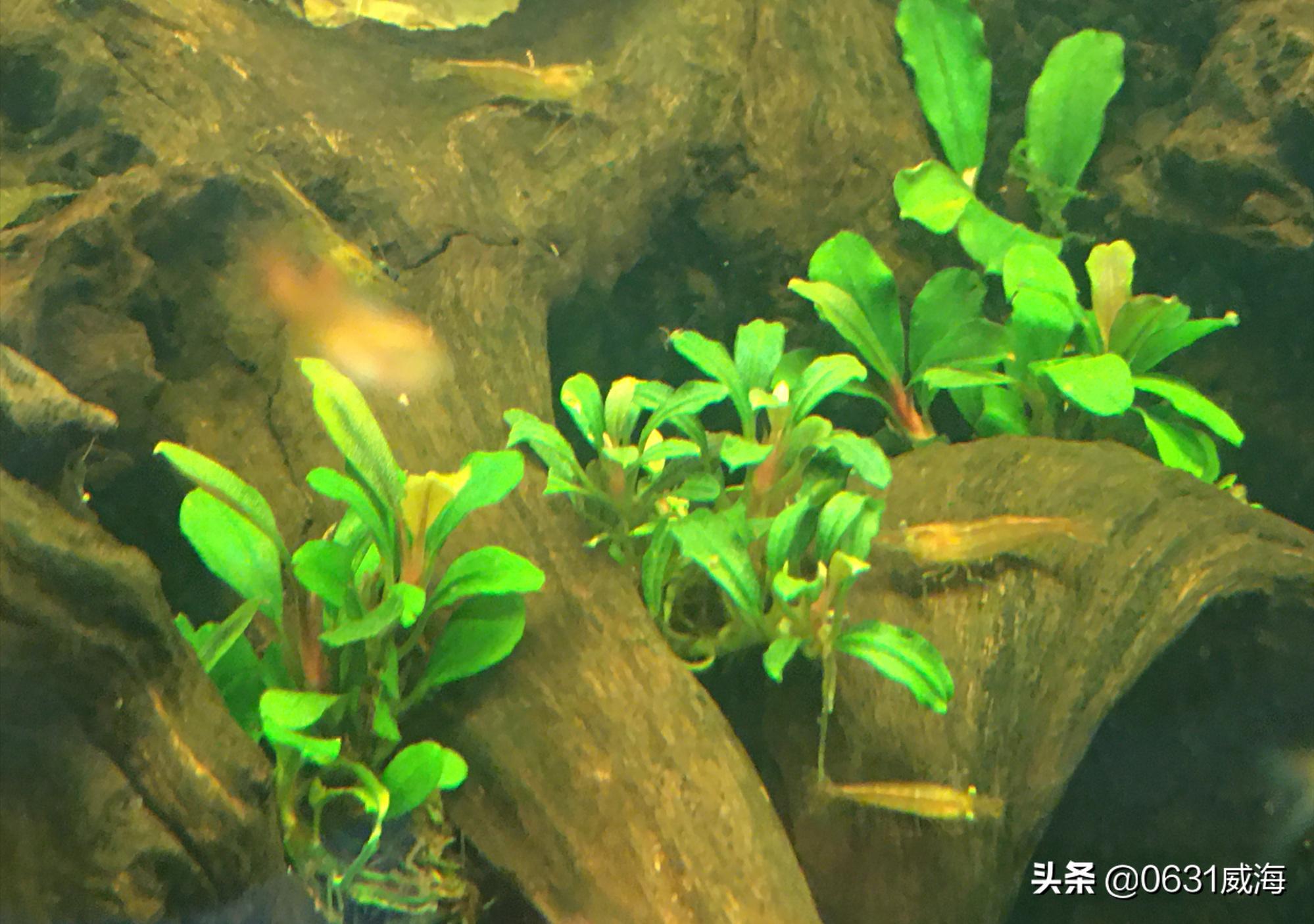 水草腐烂,水草腐烂了怎么补救