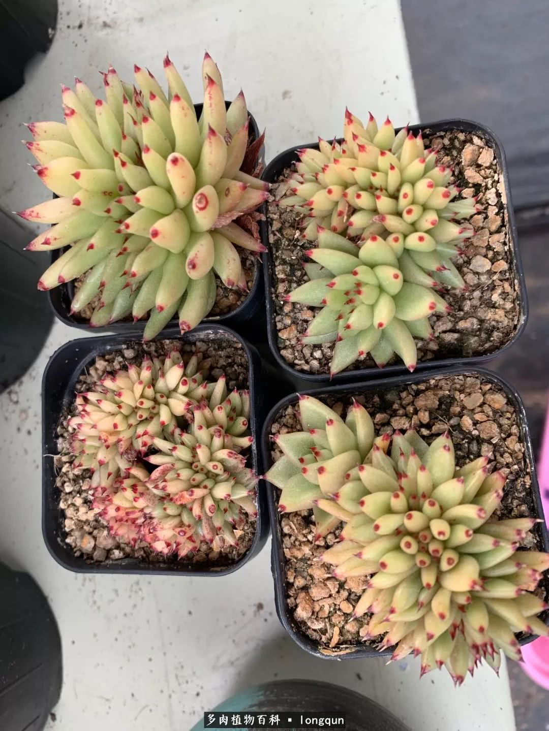 肉叔带你走遍韩国多肉大棚,记一次精彩的采摘之旅