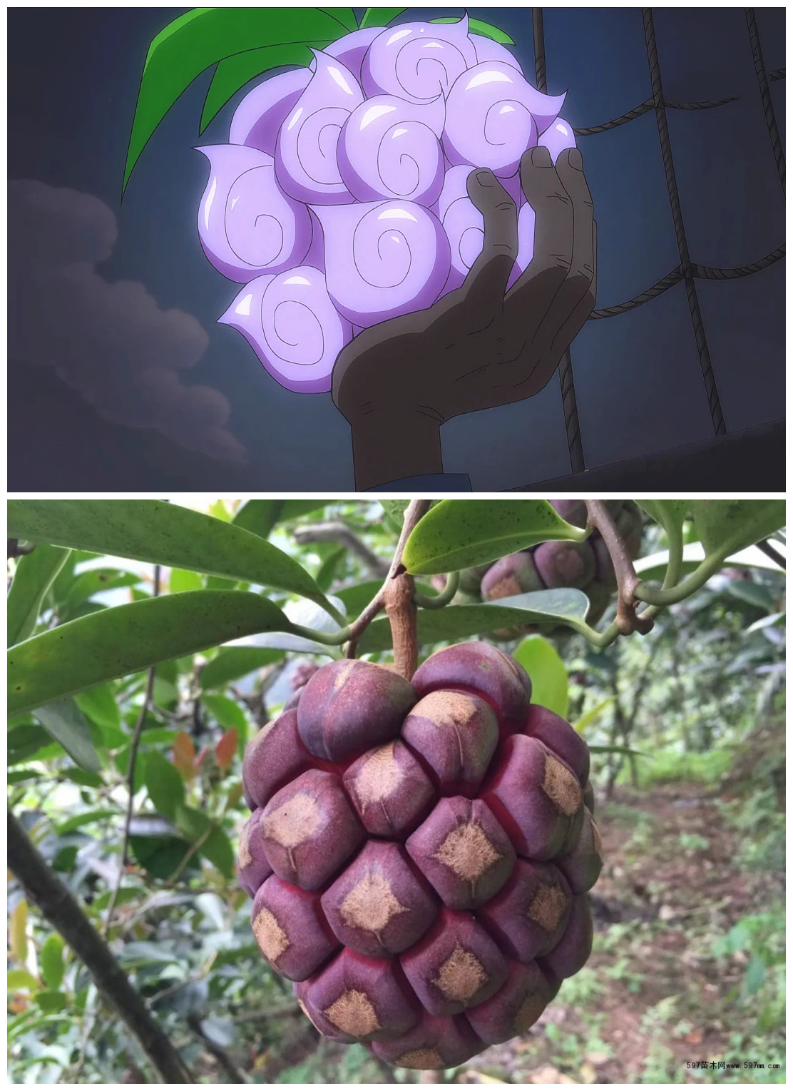 海贼王十大恶魔果实图片和名字,盘点海贼王中的所有恶魔果实