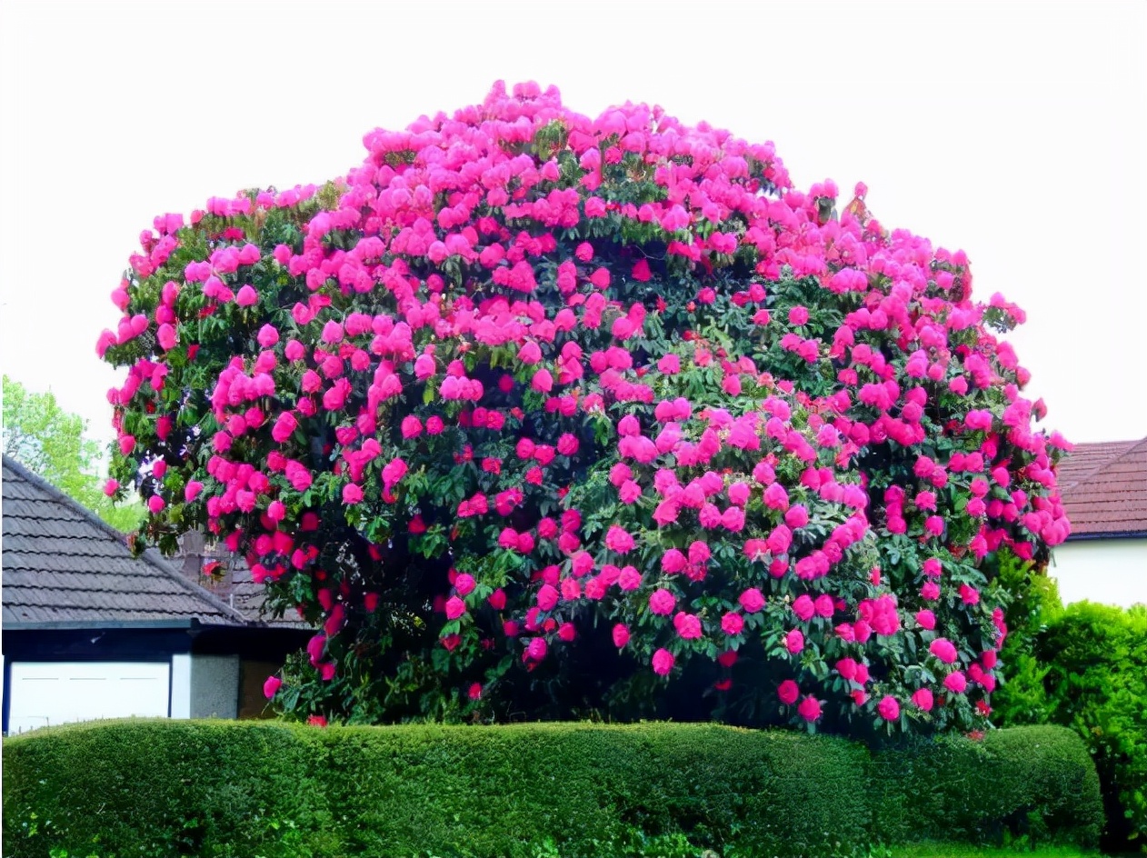 世界上最美丽的10种花,世界上最美的十大植物