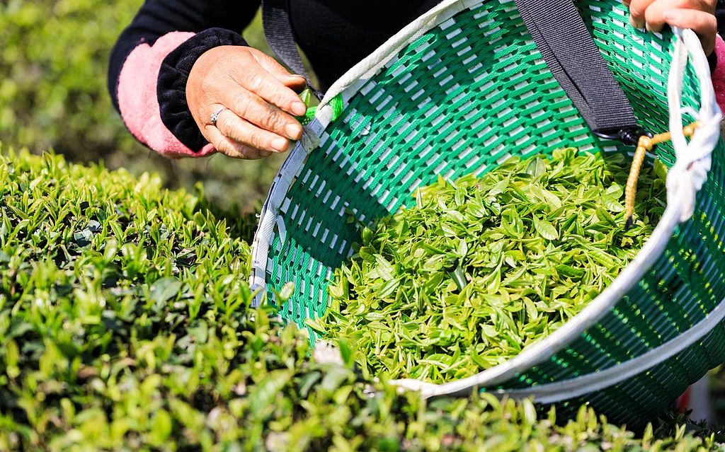 十里春风，不如一盏春茶