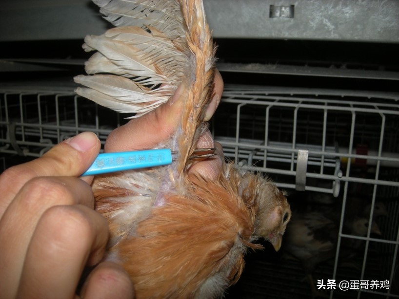 养鸡防疫流程,养鸡防疫最新方法