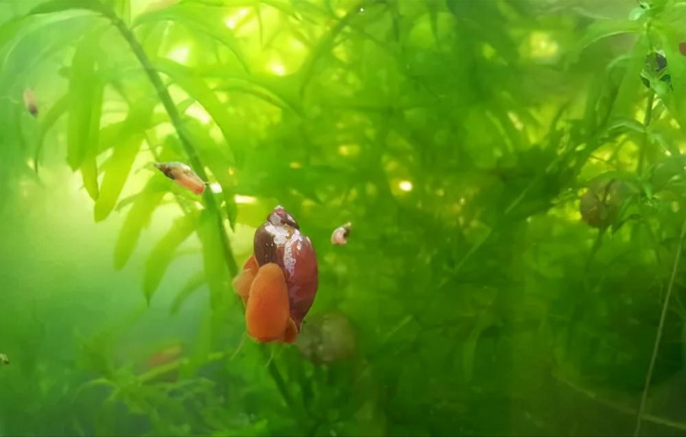 蜗牛有哪些基本知识,蜗牛的舌头有什么特点