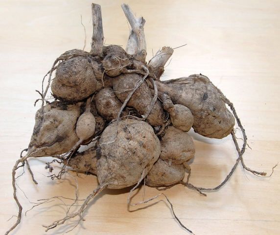 大丽花养护方法和注意事项,大丽花根系适合深盆还是浅盆