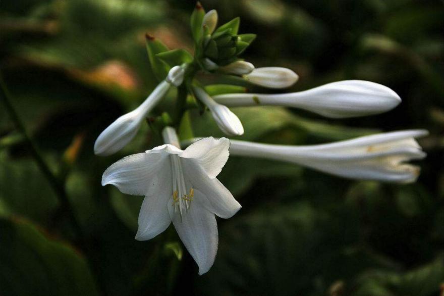 古诗暗香,诗《暗香》