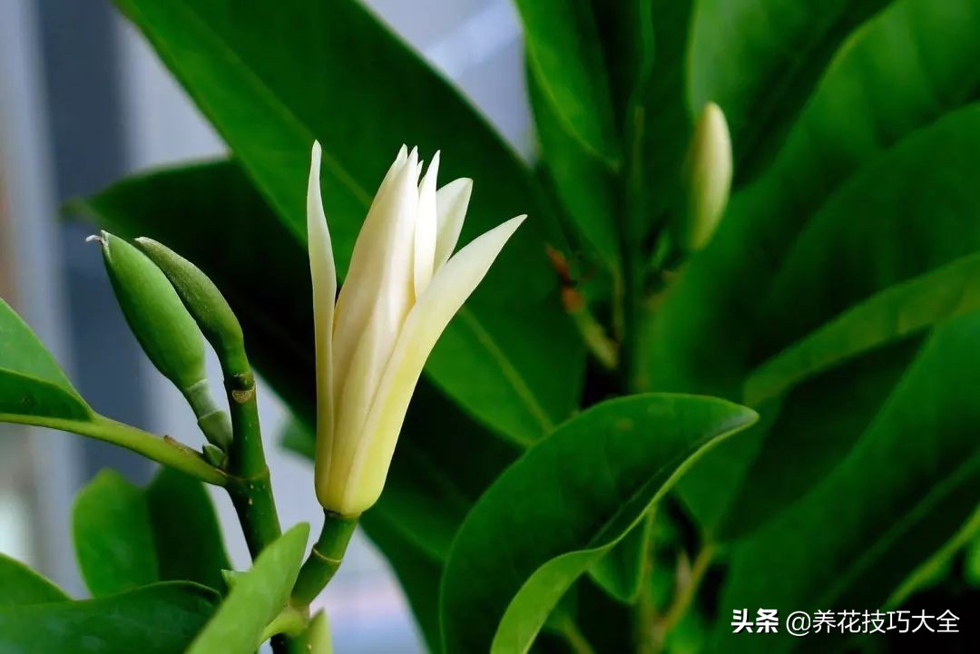 5种花特清香，家里养一盆，芬芳不断，清香四溢，异味全无