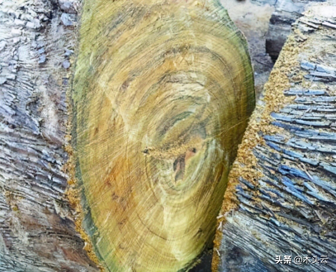 木材本身什么味道,未见其木先闻其味什么意思