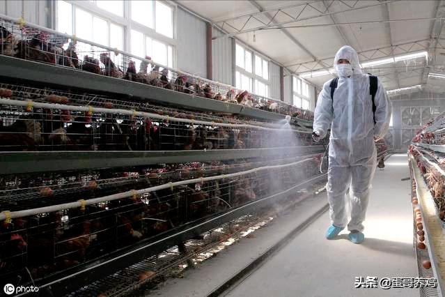 湿度不当对家禽有3大危害！养殖户掌握这3点，减少鸡群呼吸道病