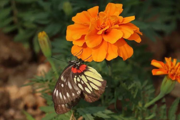 孔雀草叶,孔雀草花色艳丽