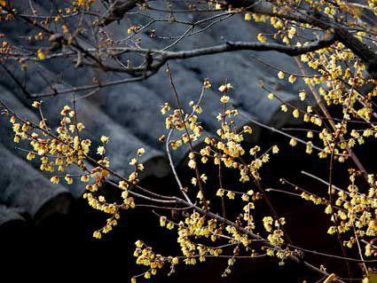 24个节气24朵花,你觉得24节气里面哪个节气最美