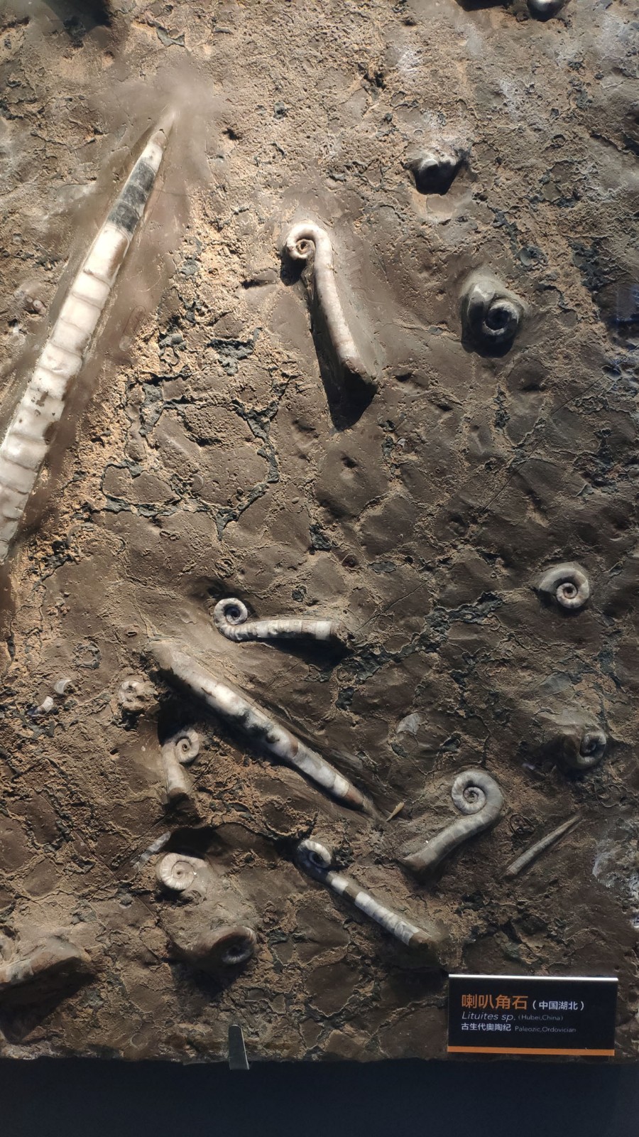 海洋博物馆带孩子游玩攻略,国家海洋博物馆最全攻略来了