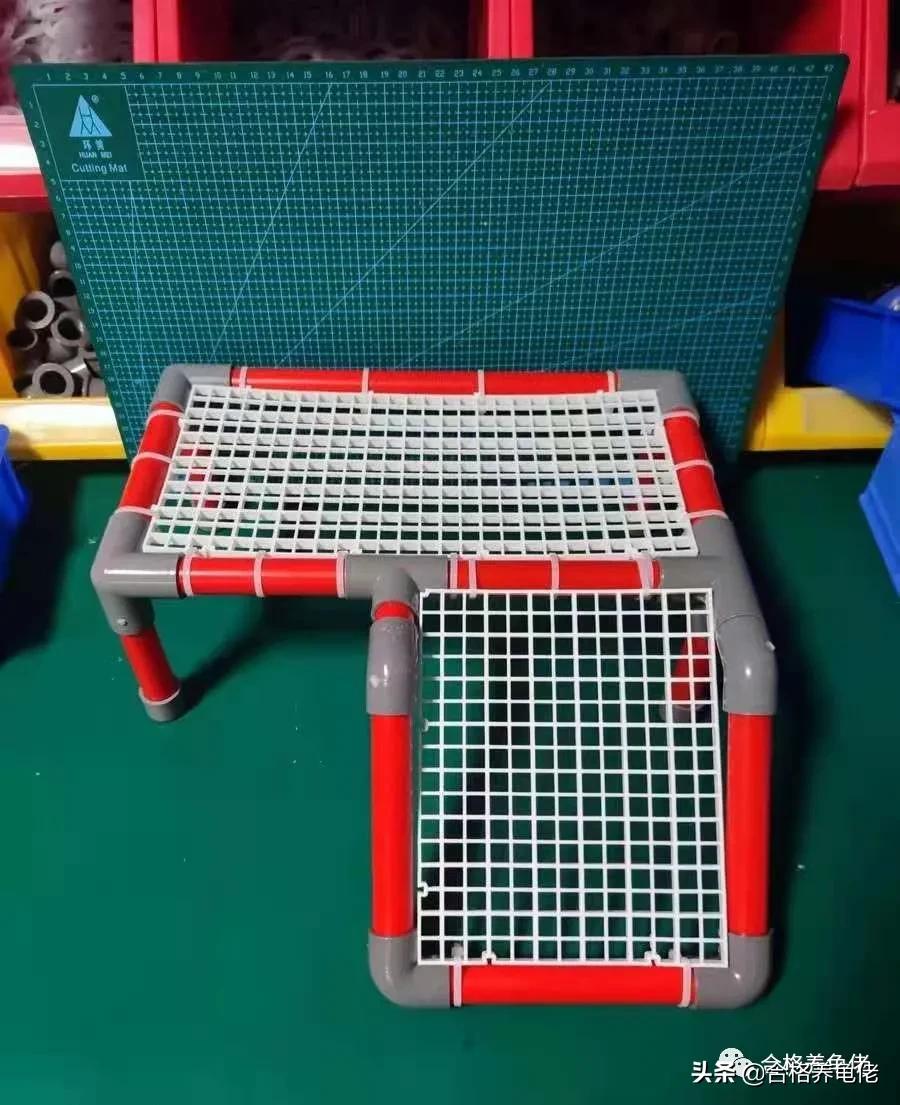 养龟龙眼叶是买绿色好还是红色好,养龟的注意事项及禁忌