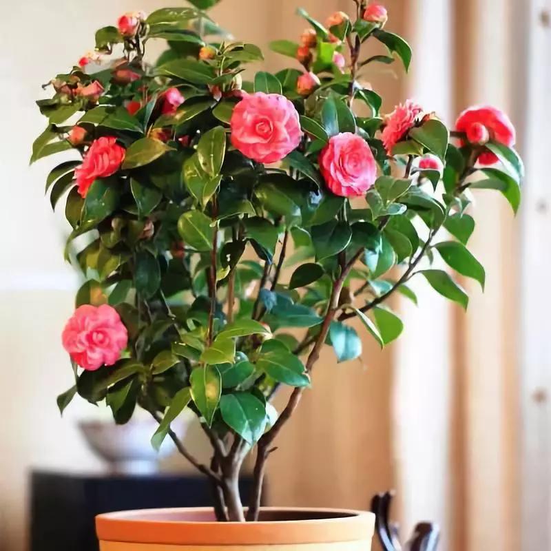 送给喜欢种花的人什么礼物,想养花却把花养死