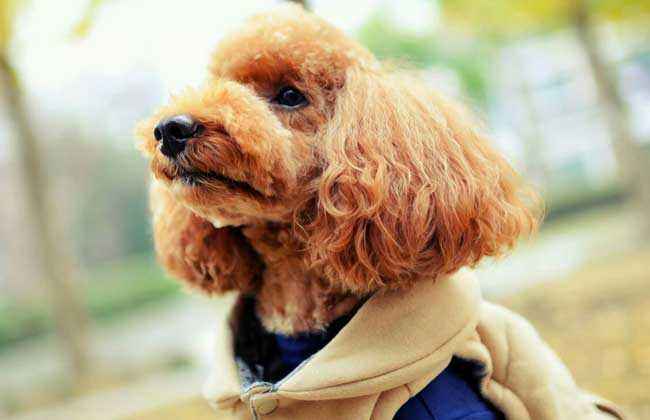 泰迪这些行为其实是在暗示：它生病了