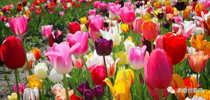 生日送花送什么花合适表达爱意,求婚送花送什么花合适