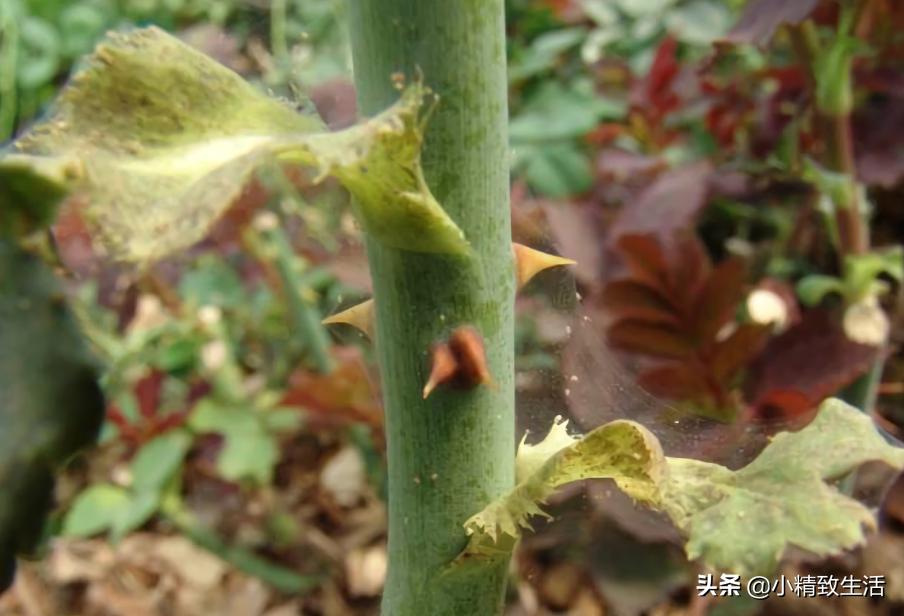 月季花是“药罐子”，常见10种病虫害，预防第一，救治第二