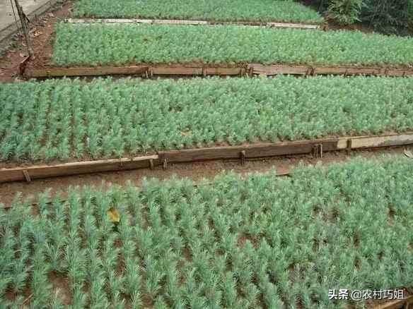 雪松育苗,雪松怎么播种