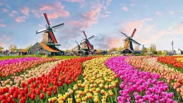 荷兰花海最值得一去的是哪里,荷兰最大花卉公园