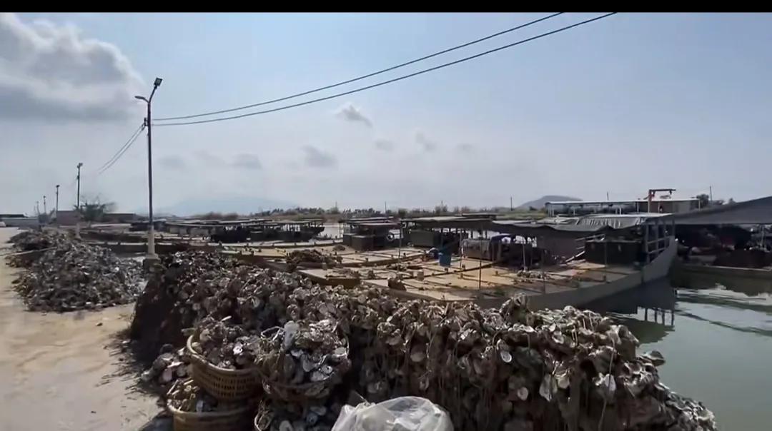 阳西是一个真正的土“蚝”村