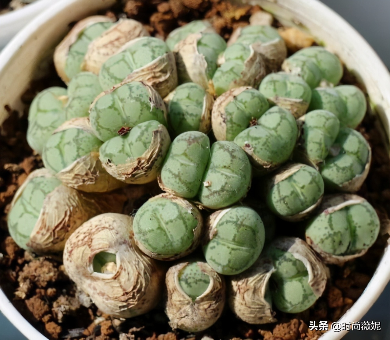 生石花扒皮好还是蜕皮好,生石花蜕皮的正确方法