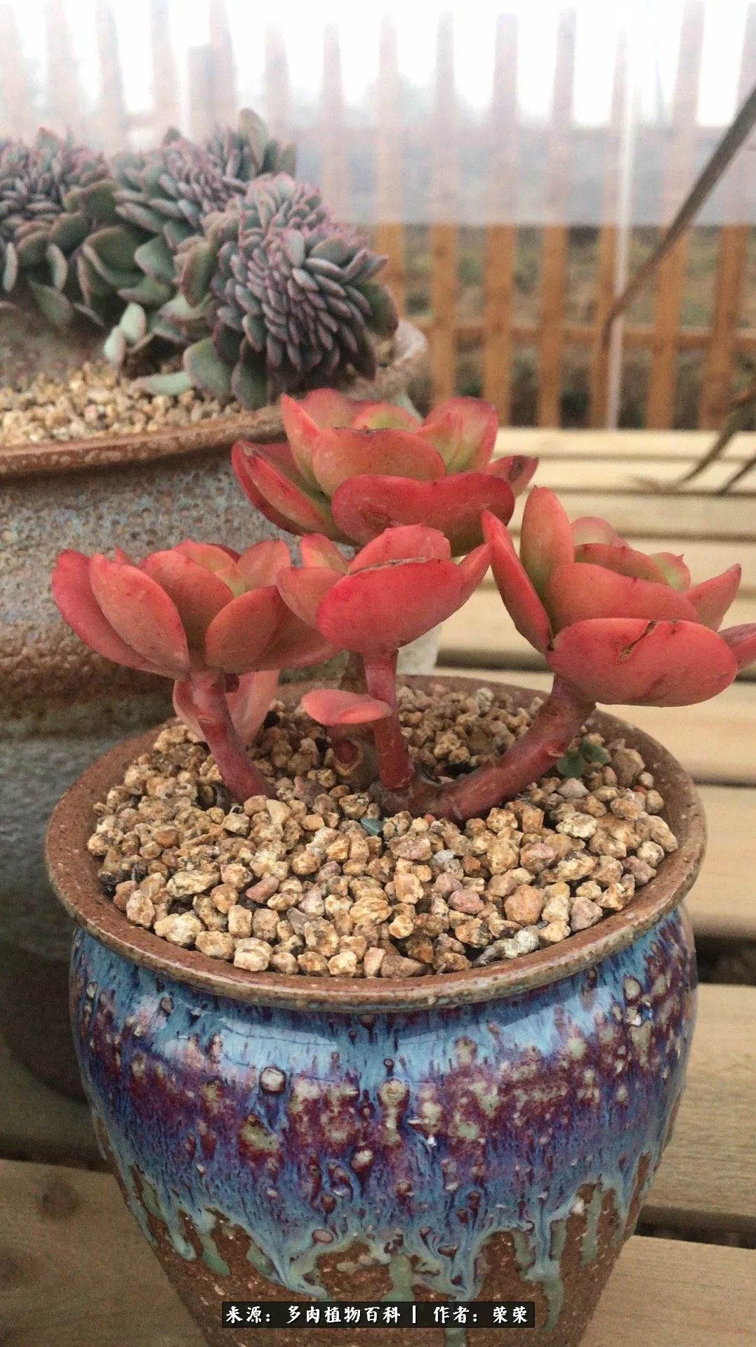 我在包邮区养肉，附多肉越冬度夏养护建议！