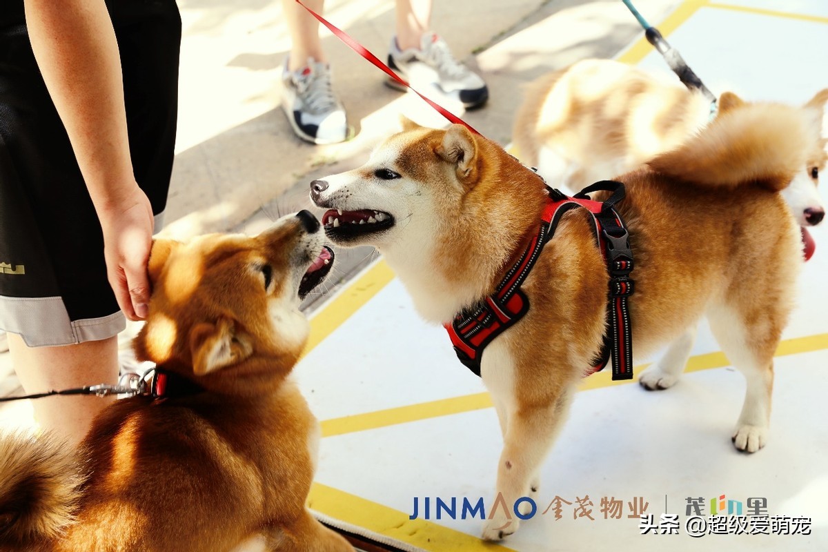 金茂广场萌宠生活节,金茂物业活动