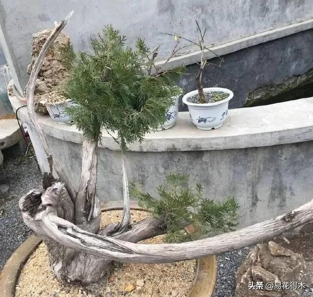 盆栽枯萎什么原因,家里的盆栽总是蔫