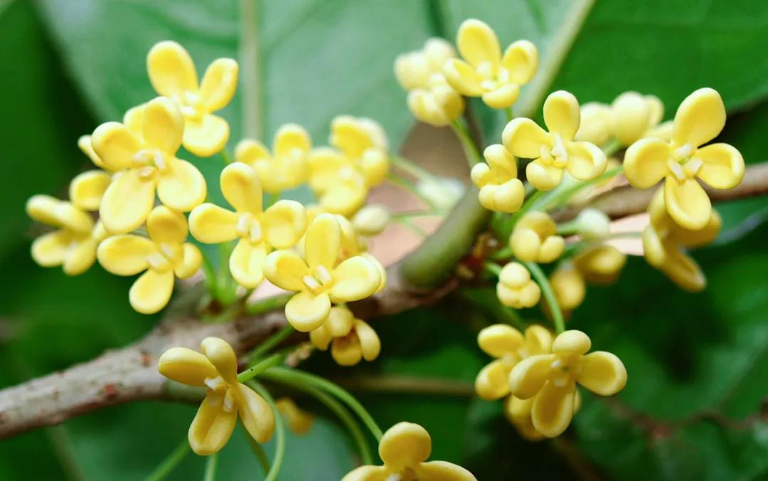 双流，我被你香醒了