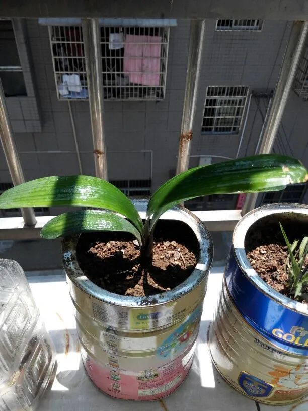 夏天被紫外线晒伤怎么办,夏天植物晒伤了怎么办