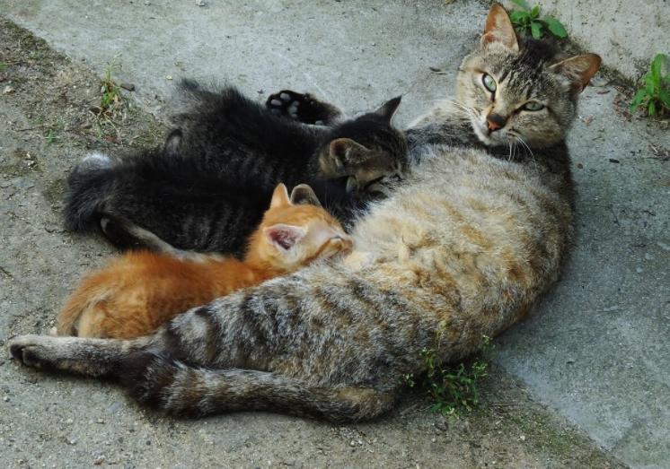 猫妈妈咬死自己的孩子,猫妈妈为什么要咬死自己的孩子