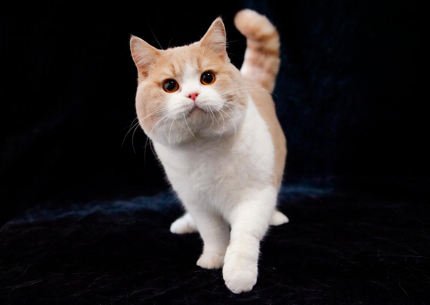 如何选到健康的猫咪,如何选到正规的猫