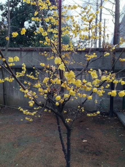 腊梅要怎么养开花才多,腊梅怎么养才好看