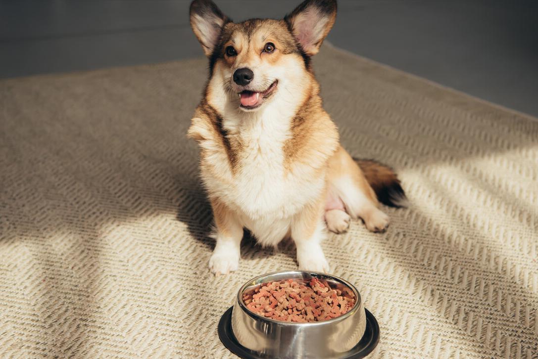 柯基便便黑色怎么回事,柯基便便干怎么办