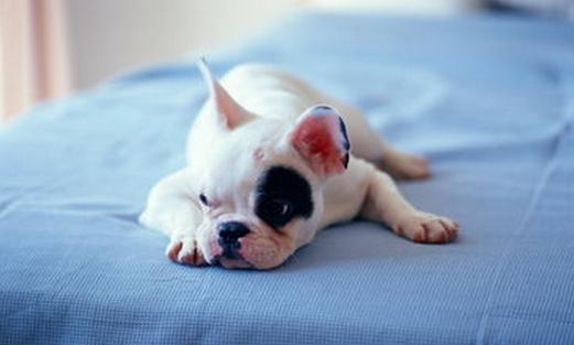 狗狗不长牙怎么办,怎样去判断狗狗还长不长个子了