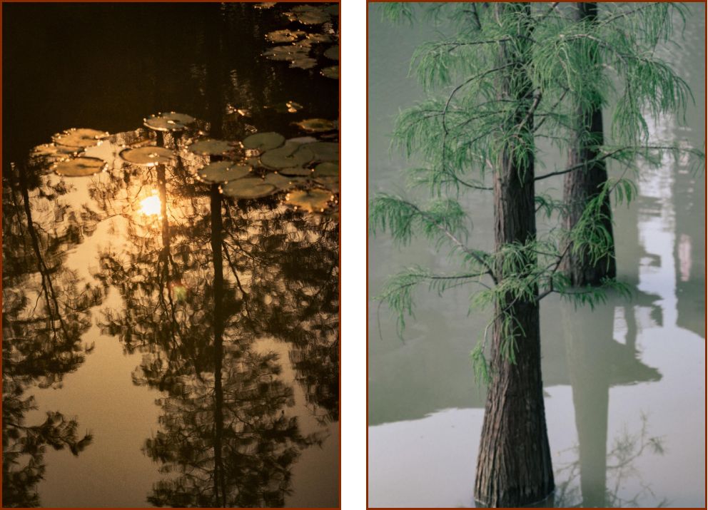 深圳宝安喝茶的世外桃源,宝安西乡世外桃源