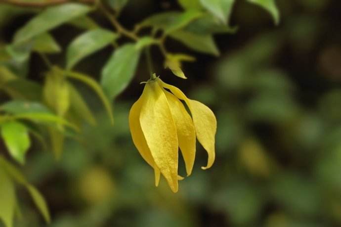 依兰精油是非常适合于夫妻的精油,依兰精油对女性的效果