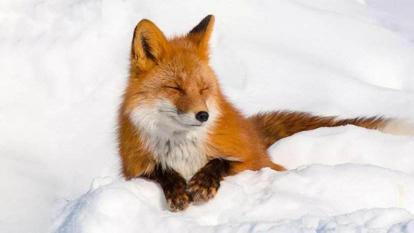 诗经卫风有狐赏析,诗经卫风有狐朗诵