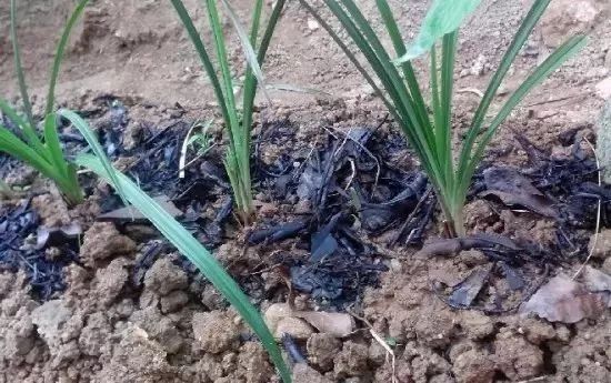 堆肥土制作有机液肥最简单的方法,自制堆肥和有机肥有什么区别