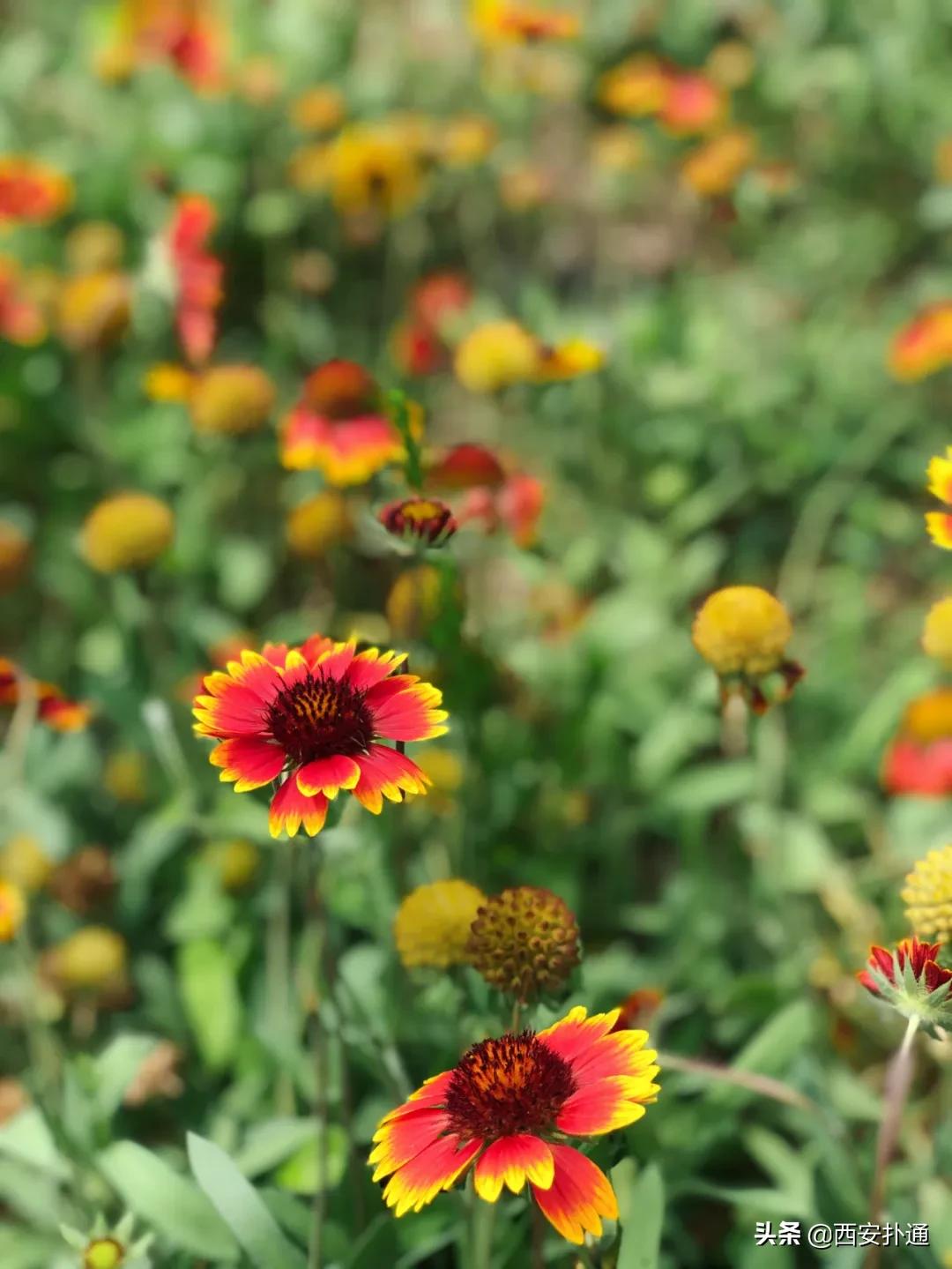 浐灞国家湿地公园最美地方,浐灞湿地公园有啥好玩的
