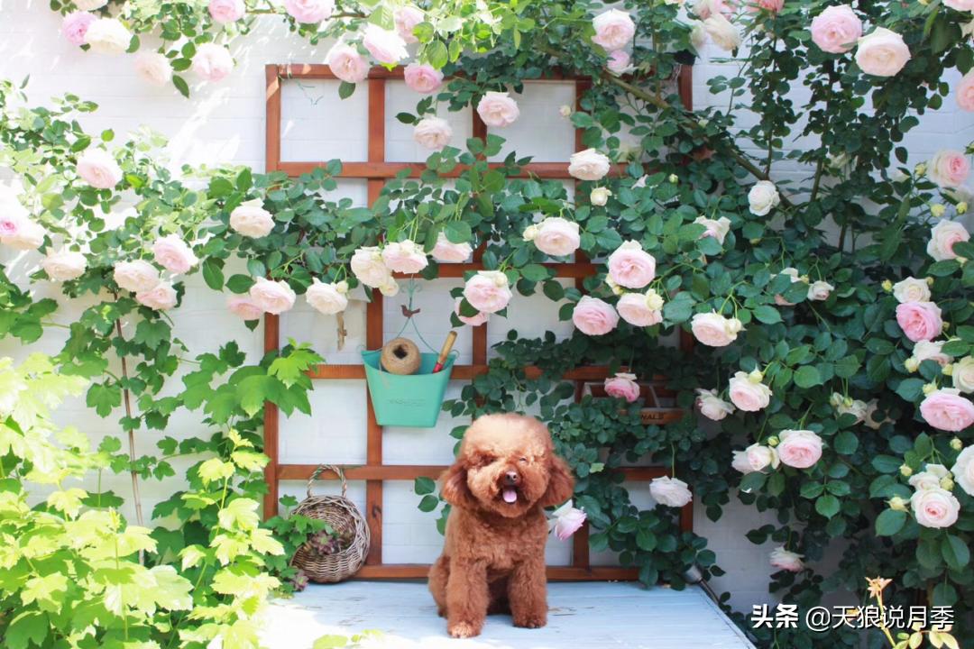 如何打造四季开花的花园,如何打造四季都有花的花园