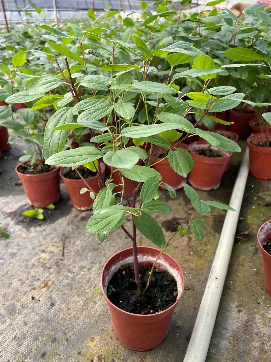 美洲茶寓意是什么,美洲茶蓝色海洋