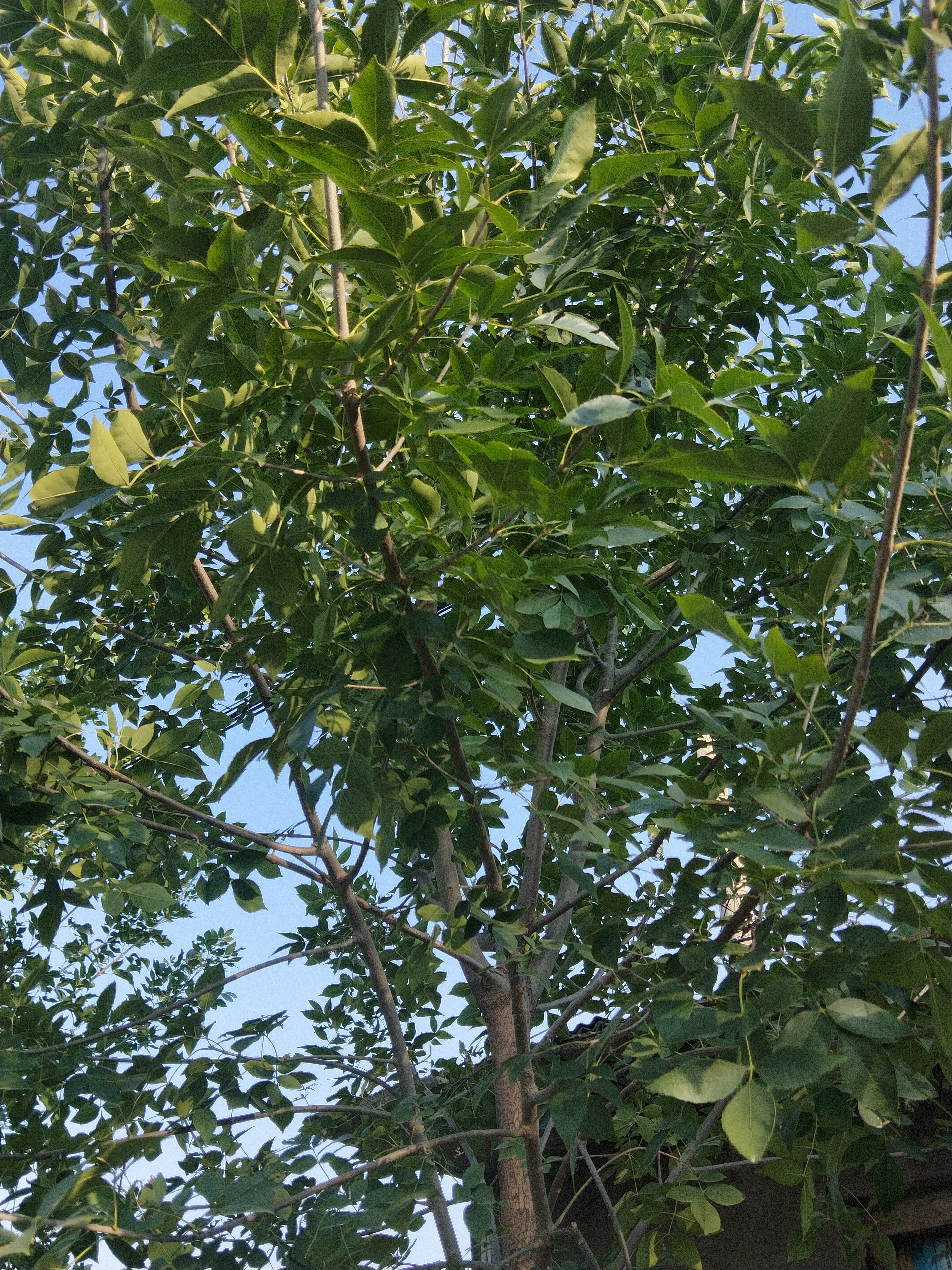 药用植物秦皮,秦皮和秦艽是同一味中药吗