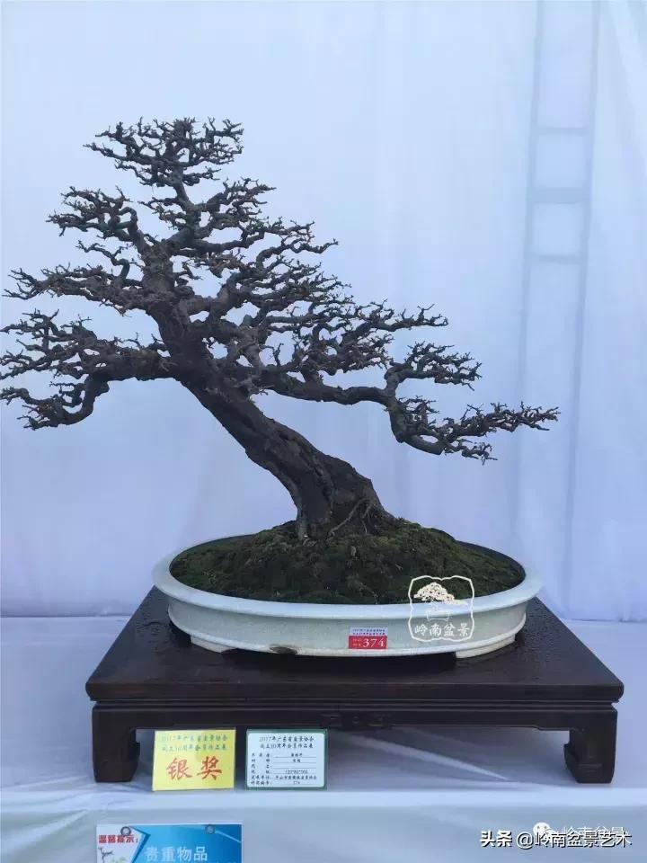 大树型雀梅造型,雀梅盆景怎么养才能爆盆