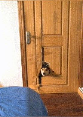 搞笑动图:大哥太牛了,与死神擦肩而过的瞬间,也不忘耍酷