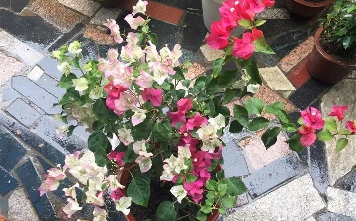 刚到家的花很好没多久就黄叶,买回来的花很快就蔫的原因