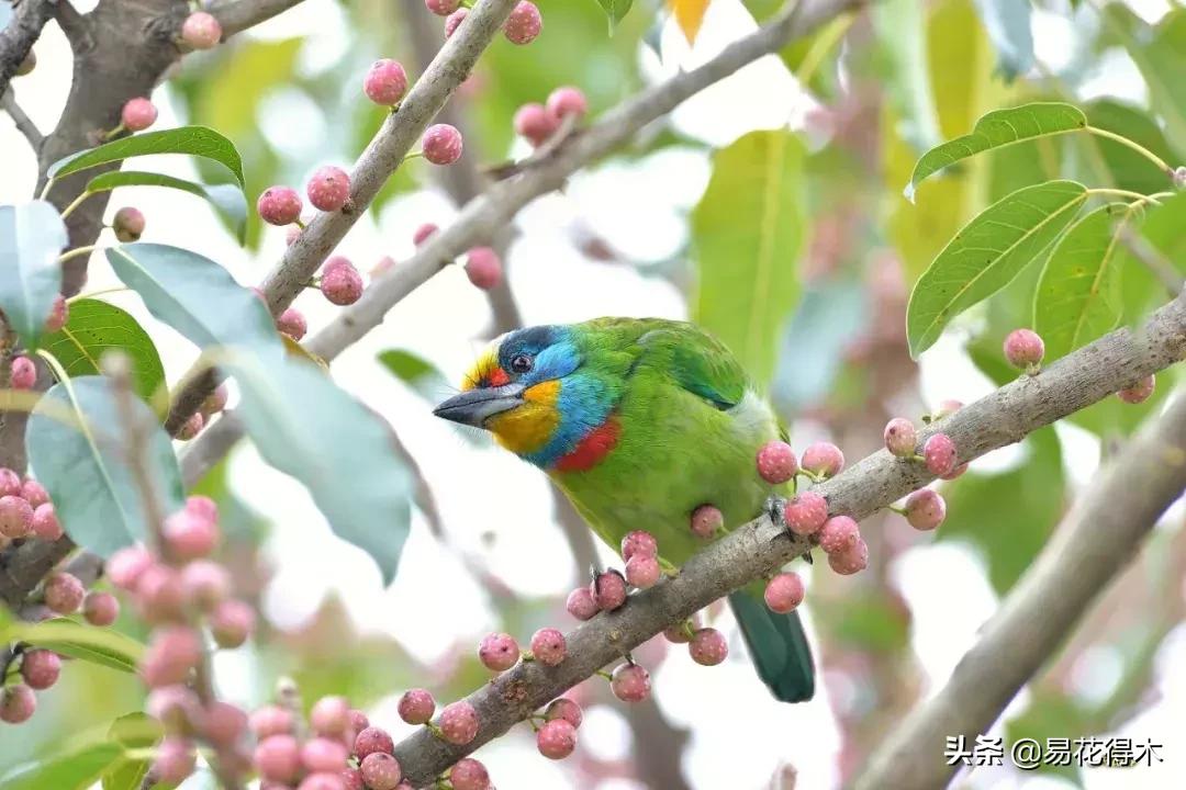 墙角榕树盆景,绝无仅有的榕树盆景