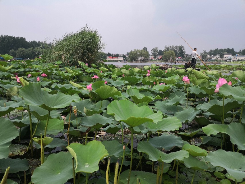 微山湖荷花池美景,微山湖红荷湿地公园旅游攻略最新